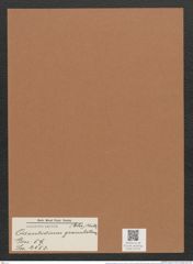 Odontidium granulatum (Ehr.) Kütz. (de-Toni-Nr.: Genus 59, Species 2553) Zeichnungen Sammlung Grunow Mappe 02732 (Herbarium_W_Grunow_drawings_Folder_02732)